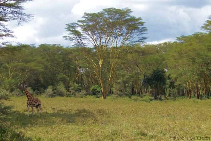 Lake Nakuru National Park (139)