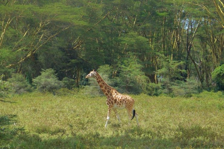 Lake Nakuru National Park (141)
