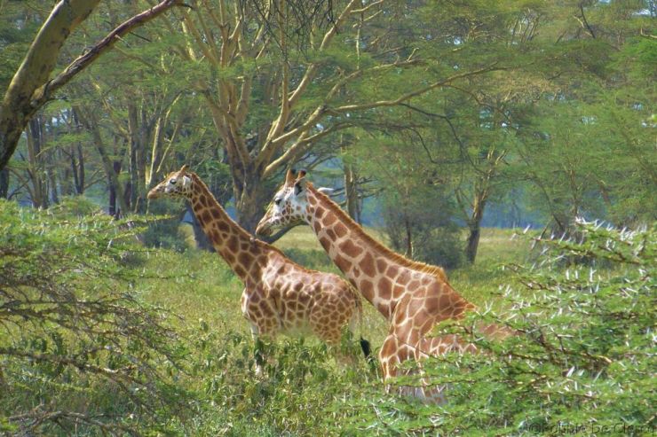 Lake Nakuru National Park (142)