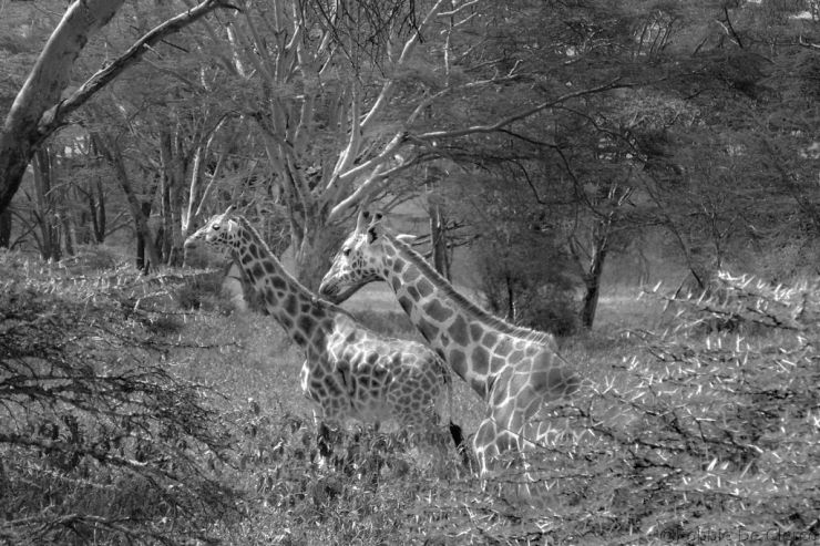 Lake Nakuru National Park (143)