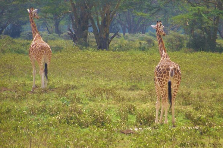 Lake Nakuru National Park (144)