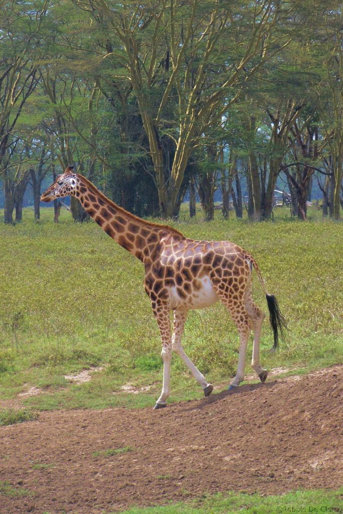 Lake Nakuru National Park (145)