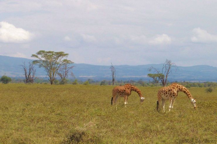Lake Nakuru National Park (146)