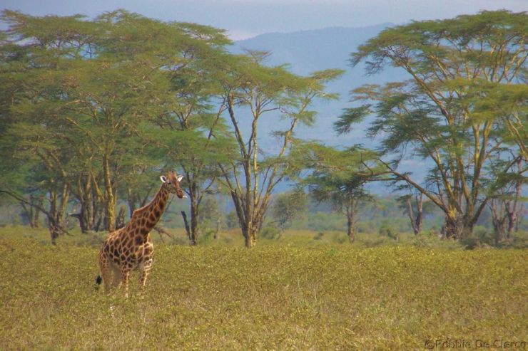 Lake Nakuru National Park (147)