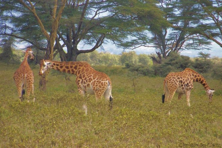 Lake Nakuru National Park (148)