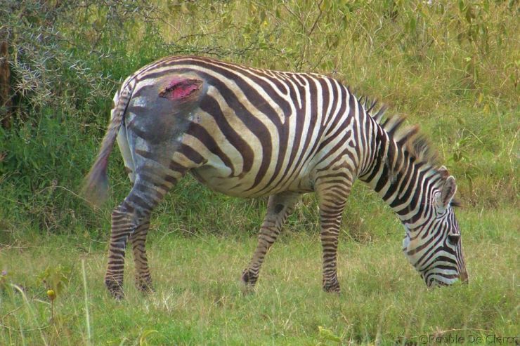 Lake Nakuru National Park (149)