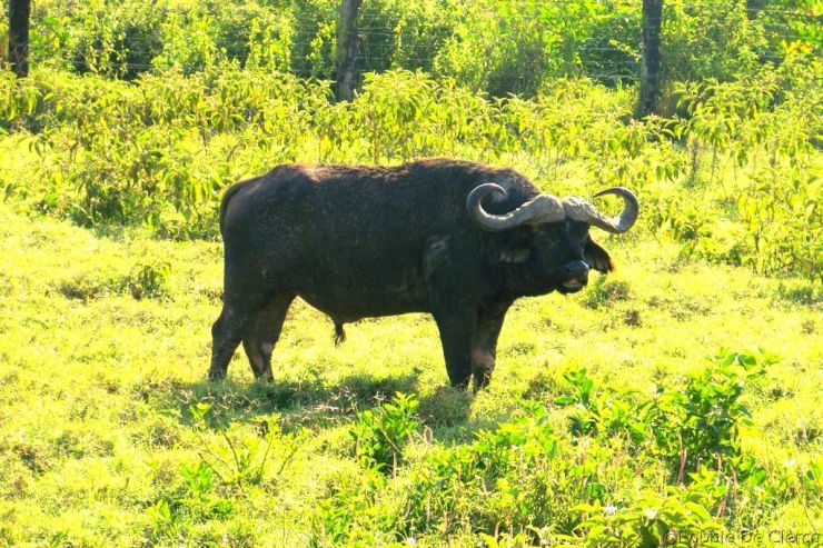 Lake Nakuru National Park (15)