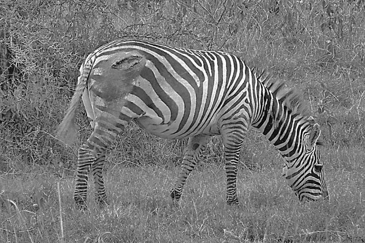 Lake Nakuru National Park (150)