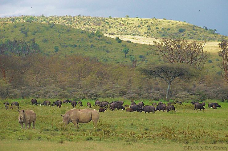 Lake Nakuru National Park (151)