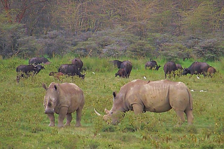 Lake Nakuru National Park (152)