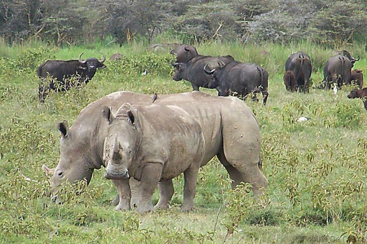 Lake Nakuru National Park (153)