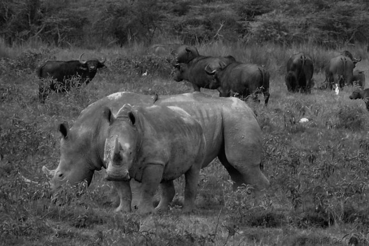 Lake Nakuru National Park (154)