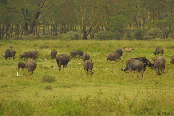 Lake Nakuru National Park (156)