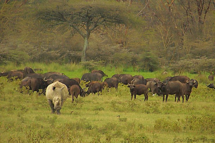 Lake Nakuru National Park (157)