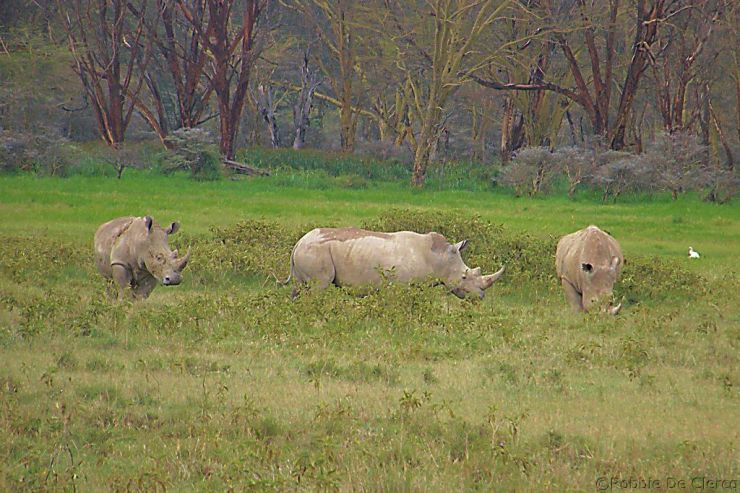 Lake Nakuru National Park (158)