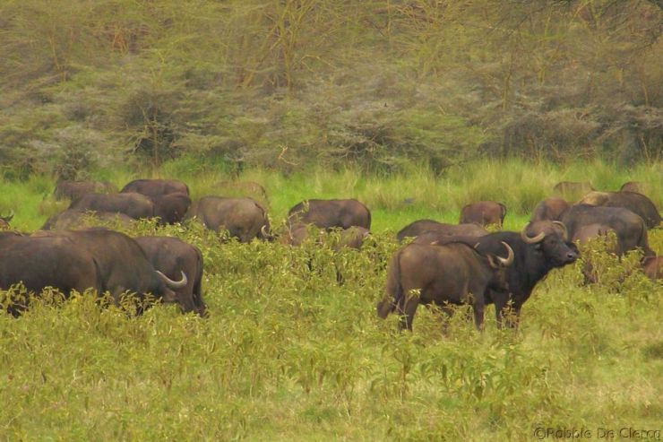 Lake Nakuru National Park (159)