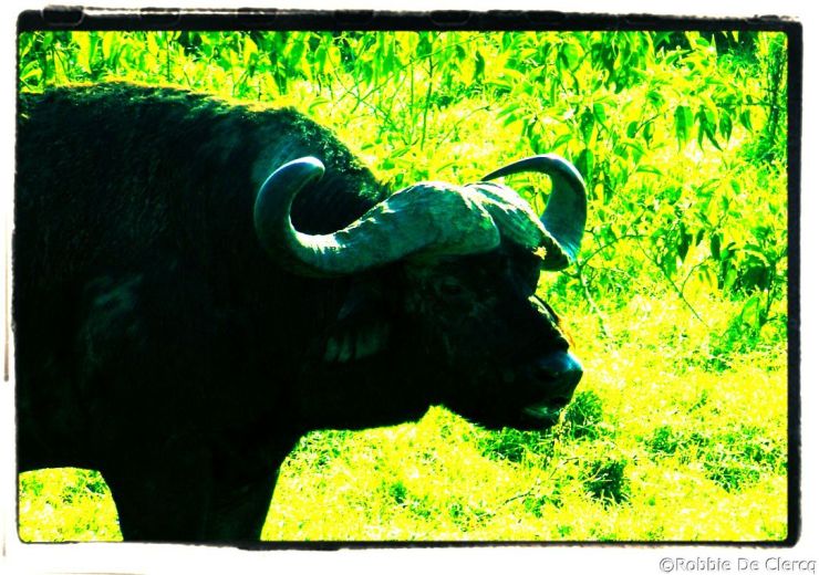 Lake Nakuru National Park (16)