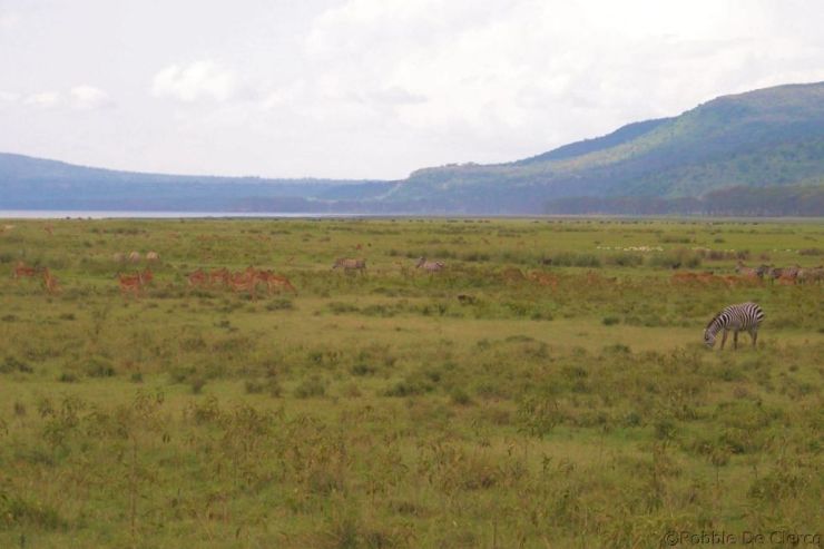 Lake Nakuru National Park (160)