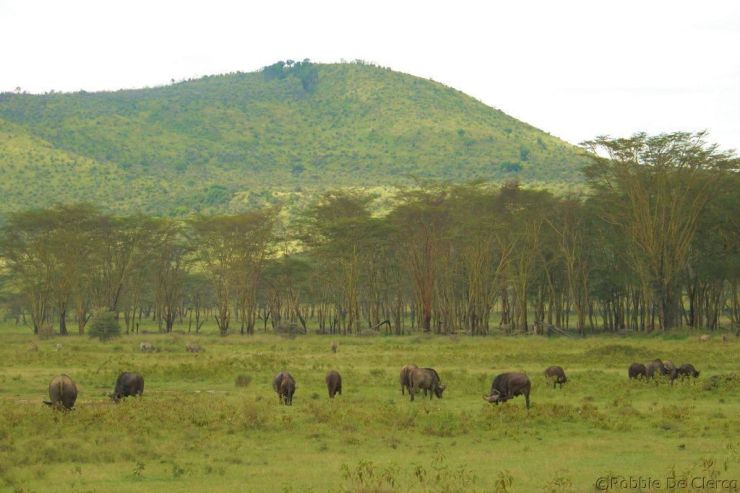 Lake Nakuru National Park (161)