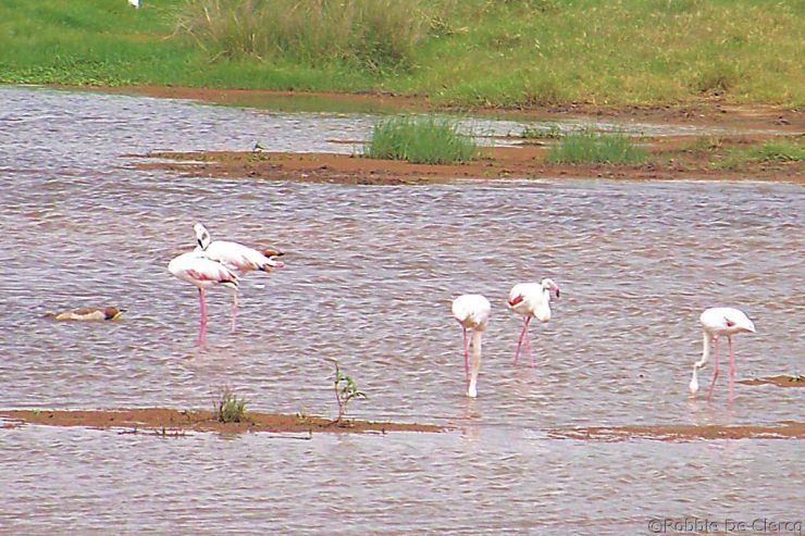 Lake Nakuru National Park (162)