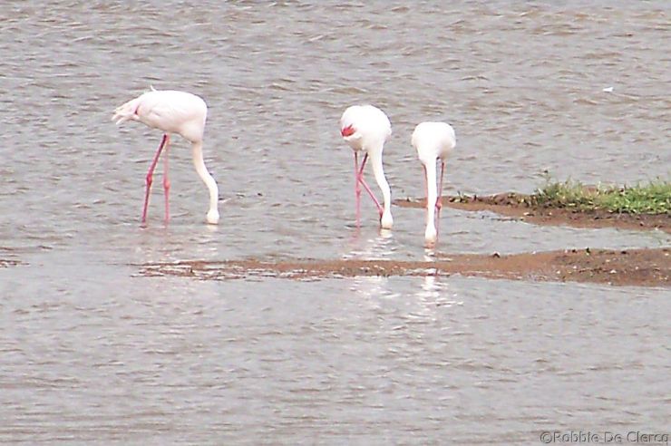 Lake Nakuru National Park (163)