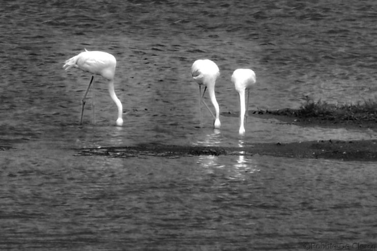 Lake Nakuru National Park (164)