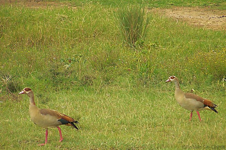 Lake Nakuru National Park (165)