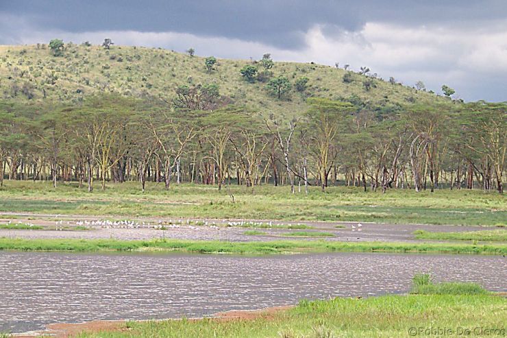 Lake Nakuru National Park (166)
