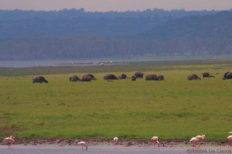 Lake Nakuru National Park (167)