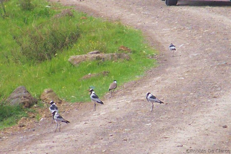 Lake Nakuru National Park (168)