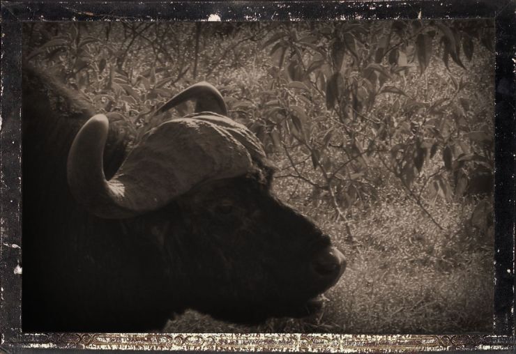 Lake Nakuru National Park (17)