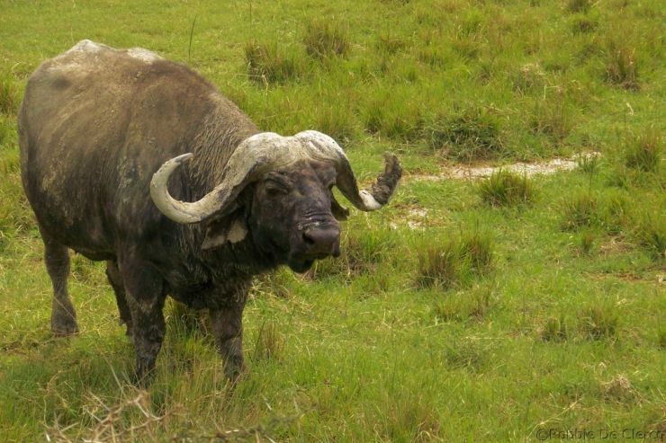 Lake Nakuru National Park (170)