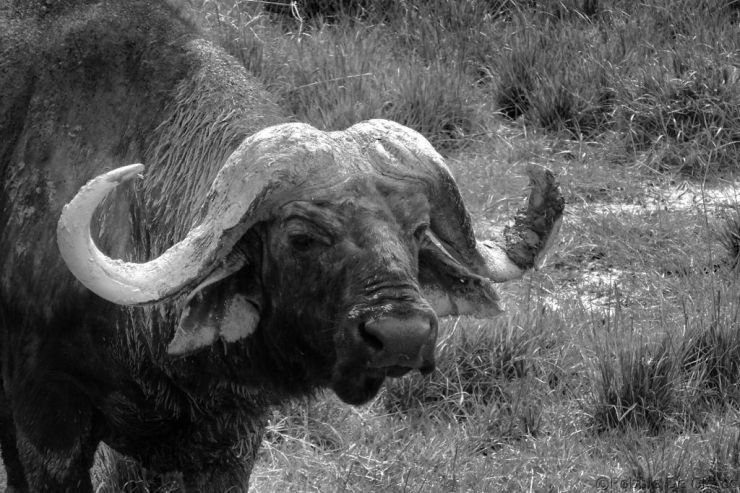 Lake Nakuru National Park (171)