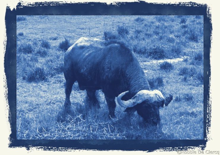 Lake Nakuru National Park (172)