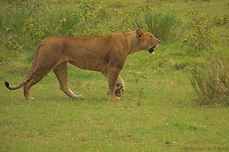 Lake Nakuru National Park (176)