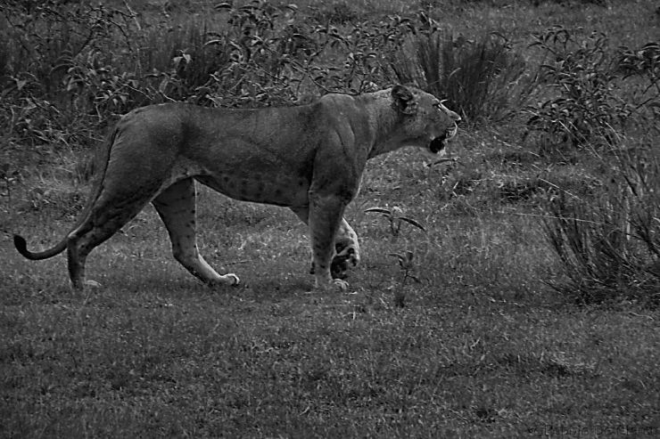 Lake Nakuru National Park (177)