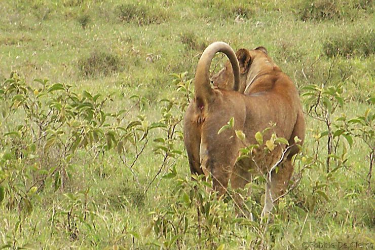 Lake Nakuru National Park (178)