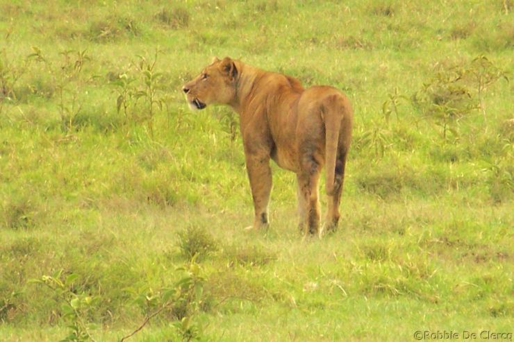 Lake Nakuru National Park (179)