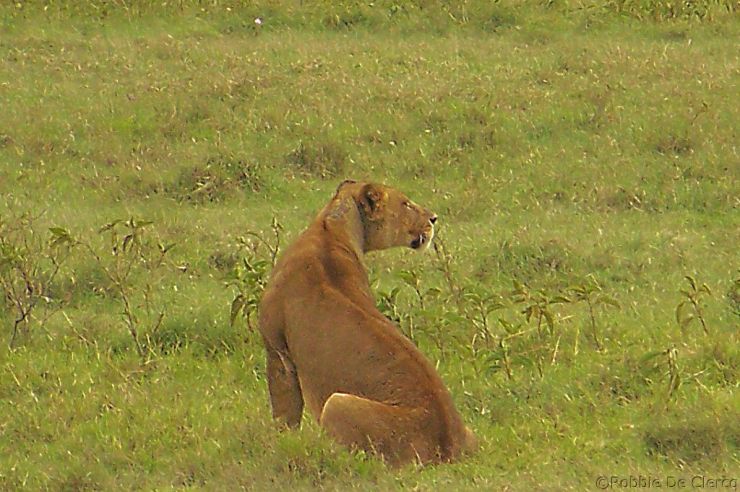 Lake Nakuru National Park (181)