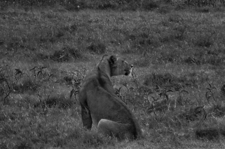 Lake Nakuru National Park (182)