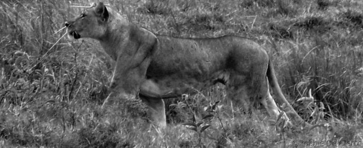 Lake Nakuru National Park (183)