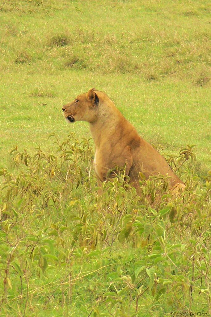 Lake Nakuru National Park (184)