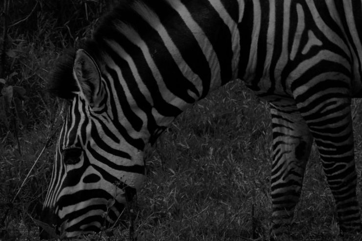 Lake Nakuru National Park (189)