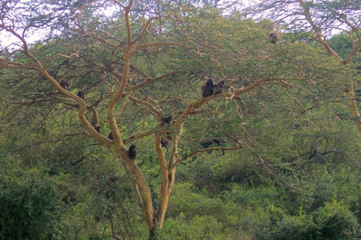 Lake Nakuru National Park (191)