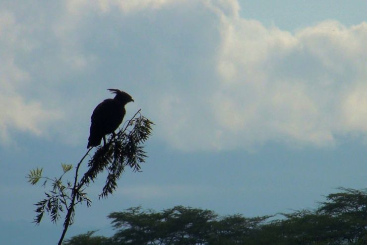 Lake Nakuru National Park (20)