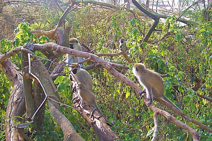 Lake Nakuru National Park (23)