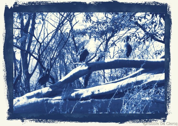 Lake Nakuru National Park (24)