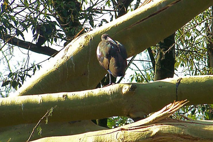 Lake Nakuru National Park (25)