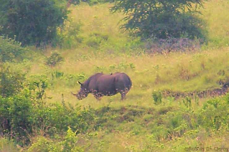 Lake Nakuru National Park (26)
