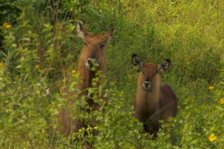 Lake Nakuru National Park (29)